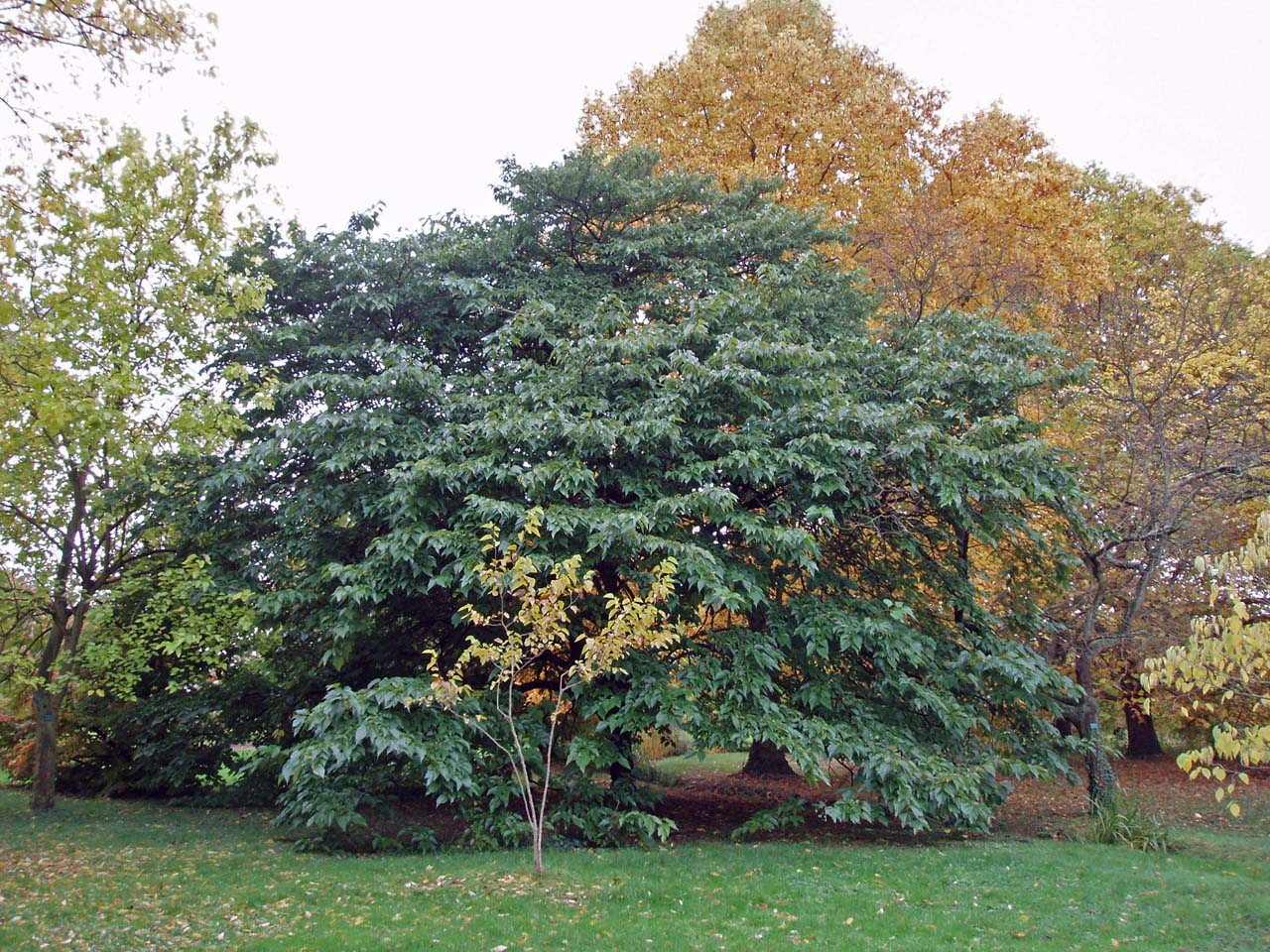 Mûrier Arboretum